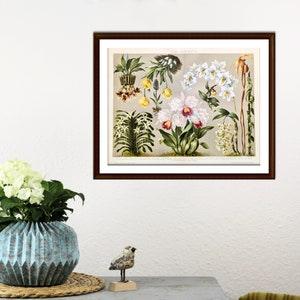 Orchids antique lithograph from 1893 vintage poster original botanical print flowers