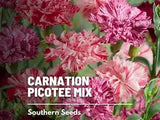 Carnation, Chabaud Picotee Mix - Easy to Grow -  Non GMO (Dianthus carophyllus)