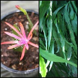 Unrooted Cuttings Epiphyllum ~Georges Favorite~ (2) Stems  6