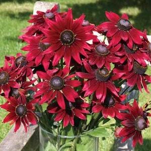 Red Rudbeckia Seeds - Cherry Brandy