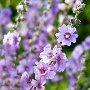 50 seeds, ROSE MALLOW (Bush Mallow) Hibiscus Lavatera Trimestris Flower, perennial