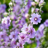 50 seeds, ROSE MALLOW (Bush Mallow) Hibiscus Lavatera Trimestris Flower, perennial