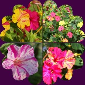 Seeds of a miracle flower, free-flowering robust plant, garden, plants, bed
