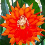 1 unrooted cutting/ leaf/ stem Super Rare Hot  Kiwi Fellowship Epiphyllum Orchid Cactus 6-8???