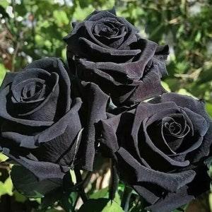 Halfeti Black Rose - Rosa ??Halfeti?? - Rare 'Plants' Seeds, Turkish Black Rose, Midnight Noir Rose, Dark Velvet Rose, Black Diamond Rose