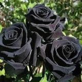 Halfeti Black Rose - Rosa ??Halfeti?? - Rare 'Plants' Seeds, Turkish Black Rose, Midnight Noir Rose, Dark Velvet Rose, Black Diamond Rose