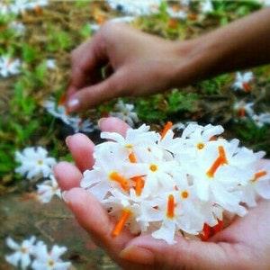 Coral Jasmine Seeds, Nyctanthes Arbor-tristis, Night Flowering