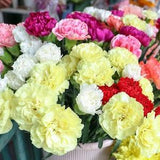Clove Carnation Flower Seeds, Chabaud Mix, 400 Seeds // Non-GMO, Dianthus caryophyllus