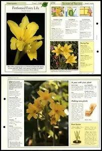 Perfumed Fairy Lily #62 Flowering Plants Success With House Plants Fold-Out Card