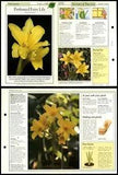 Perfumed Fairy Lily #62 Flowering Plants Success With House Plants Fold-Out Card