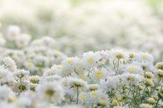 Premium Photo | White chrysanthemum flowers, chrysanthemum in the garden. blurry flower for background, colorful plants Flower Delivery