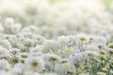Premium Photo | White chrysanthemum flowers, chrysanthemum in the garden. blurry flower for background, colorful plants Flower Delivery
