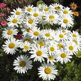 SHASTA DAISY 25+ SEEDS  BEAUTIFUL BRIGHT WHITE/YELLOW FLOWER