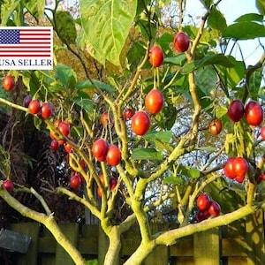 Tamarillo Cyphomandra betacea solanum betaceum - 10 seeds