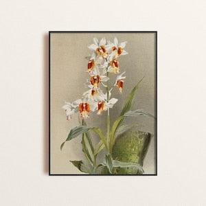 Vintage Orchid Illustration Print Giclee Poster, Orchid Flower Botanical Wall Art, Retro Floral Home Decor, Vintage Tropical Floral Poster