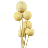 Dried Natural Bell Cups Bundle