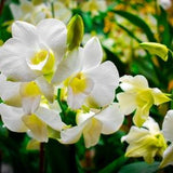 Find Me Coming Soon Orchid