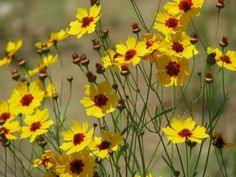 Growing Coreopsis: How To Care For Coreopsis Flowers Flower Delivery