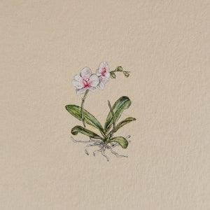 Original hand painted Vintage Orchid, Botanical illustration, gift for plant lover