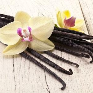 Vainilla orchid (Vanilla) live plant
