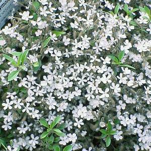 WHITE ROCK SOAPWORT Groundcover Saponaria Ocymoides, 5 Rare Seeds