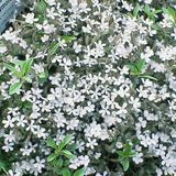 WHITE ROCK SOAPWORT Groundcover Saponaria Ocymoides, 5 Rare Seeds