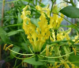 Gloriosa Lutea Glory Vine 10 Seeds, Climbing Flame Yellow Lily Garden Beauty
