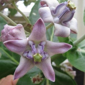 Crown Flower - Calotropis Gigantea - 20 Fresh Seeds - Very exotic flower