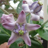 Crown Flower - Calotropis Gigantea - 20 Fresh Seeds - Very exotic flower