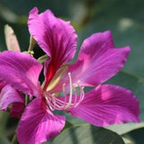 Purple Orchid Tree {Bauhinia purpurea} Exotic Showy Blooms | Bonsai | Container | Fast Growing | 10 Untreated seeds Free U.S. Shipping!
