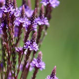Blue Vervain Canadian Wildflower Seeds