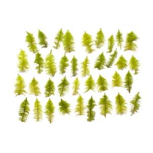 Pressed natural moss