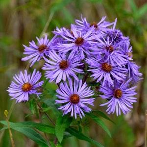 New England Aster (Symphyotrichum novae-angliae) - Native Perennial Flower - 40+ Seeds
