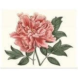 Peony Blush I Poster Art Print, Peony Home Decor