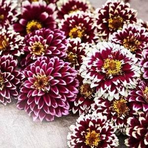 Jazzy Red Zinna - Zinnia elegans 'Jazzy Red' - Rare 'Plants' Seeds - Youth and Age, Pink-White, Mexican Zinnia, Dwarf Zinnia, Garden Zinnia