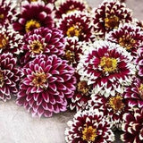 Jazzy Red Zinna - Zinnia elegans 'Jazzy Red' - Rare 'Plants' Seeds - Youth and Age, Pink-White, Mexican Zinnia, Dwarf Zinnia, Garden Zinnia