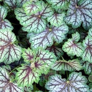 MARBLE CORAL BELLS Heuchera Veined Red Pink Silver Variegated 15 Seeds