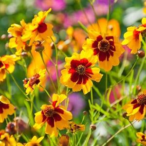 100+ Coreopsis Plains Flower Seeds-B641- Beautiful Annual Wildflower