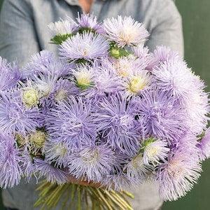 60+ seeds / Hazaster Hagan Light Blue / China Aster Seed / Lilac Quilled Aster / Lavender Aster / Flower Seeds / (#104)B