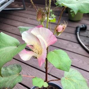 Red foliated cotton seeds (Gossypium hirsutum)