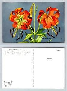 Turk??s-Cap Lily Lilium superbum Peterson Postcard 1957 National Wildlife Feder