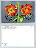 Turk??s-Cap Lily Lilium superbum Peterson Postcard 1957 National Wildlife Feder