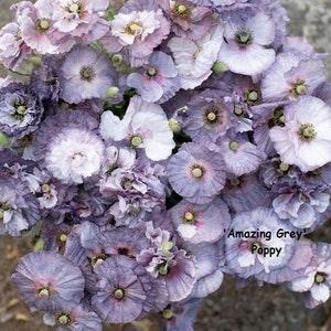 Amazing Grey Poppy (Papaver rhoeas) Multiple shades - 25 seeds