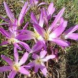 FALL CROCUS Long Flowers, Pink, Colchicum Montanum Hardy Perennial, 3 Seeds
