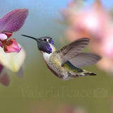 Hummingbird Photography - Hummingbird Photo - Orchid Photo - Pink Flowers - Pastel Wall D???cor - Gift for Her - Bird Nature Photography 8x10