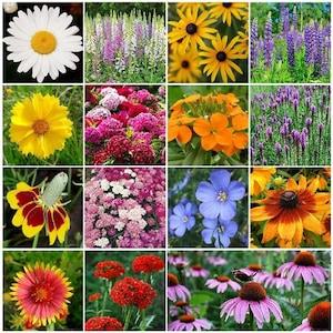 Wildflower Perennial Seed Mixture- Mixed with Vermiculite-All in One- 20g
