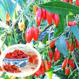 Gojii Berry Seeds ?CSweet  Wolfberry ?C Lycium Barbarum ?C 30 Seeds - VHS 025