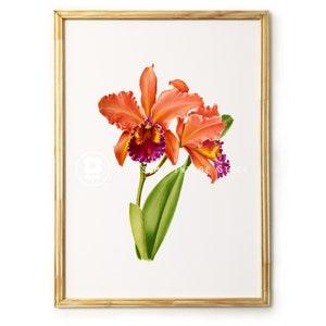Orchid Printable Illustration, Botanical Flower wall art Orchid poster Floral illustration Vintage Print Wall Art Wall D???cor- 2483