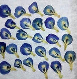 30pcs Dried Flowers Butterfly Pea (Blue Clitoris) for Floral Art Craft Card Make