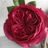Red peony rose for vase, Realistic real touch flower, Eternal Austin Cabbage Rose,Valentines Day, Artificial rose foam, David Austin rose